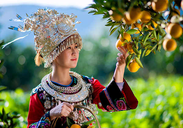 富硒冰糖橙香飄長沙 愛心消費(fèi)助麻陽果農(nóng)脫貧增收