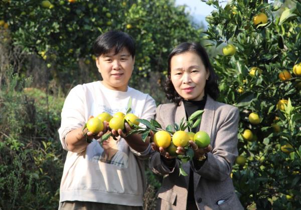 湖南麻陽(yáng)：電商扶貧 “橙”意滿滿